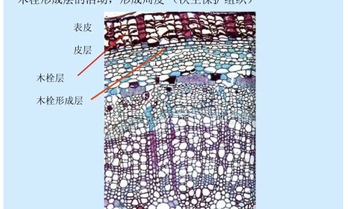 苏叶作用与功效有安眠作用吗-苏叶作用,中国苏叶作用网站